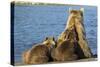 Brown Bear Sow and Cubs, Katmai National Park, Alaska-Paul Souders-Stretched Canvas