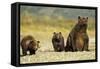 Brown Bear Sow and Cubs, Katmai National Park, Alaska-Paul Souders-Framed Stretched Canvas