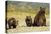 Brown Bear Sow and Cubs, Katmai National Park, Alaska-Paul Souders-Stretched Canvas