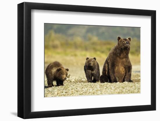 Brown Bear Sow and Cubs, Katmai National Park, Alaska-Paul Souders-Framed Photographic Print