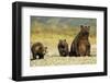 Brown Bear Sow and Cubs, Katmai National Park, Alaska-Paul Souders-Framed Photographic Print