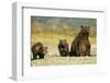 Brown Bear Sow and Cubs, Katmai National Park, Alaska-Paul Souders-Framed Photographic Print