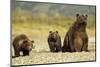 Brown Bear Sow and Cubs, Katmai National Park, Alaska-Paul Souders-Mounted Photographic Print