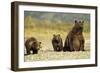 Brown Bear Sow and Cubs, Katmai National Park, Alaska-Paul Souders-Framed Photographic Print