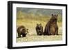 Brown Bear Sow and Cubs, Katmai National Park, Alaska-Paul Souders-Framed Photographic Print