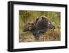 Brown Bear Sow and Cubs, Katmai National Park, Alaska-Paul Souders-Framed Photographic Print