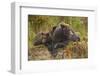 Brown Bear Sow and Cubs, Katmai National Park, Alaska-Paul Souders-Framed Photographic Print