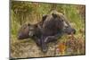 Brown Bear Sow and Cubs, Katmai National Park, Alaska-Paul Souders-Mounted Photographic Print