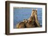 Brown Bear Sow and Cubs, Katmai National Park, Alaska-Paul Souders-Framed Photographic Print