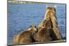 Brown Bear Sow and Cubs, Katmai National Park, Alaska-Paul Souders-Mounted Photographic Print