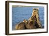 Brown Bear Sow and Cubs, Katmai National Park, Alaska-Paul Souders-Framed Photographic Print