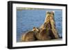 Brown Bear Sow and Cubs, Katmai National Park, Alaska-Paul Souders-Framed Photographic Print