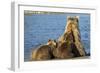 Brown Bear Sow and Cubs, Katmai National Park, Alaska-Paul Souders-Framed Photographic Print