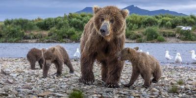 https://imgc.allpostersimages.com/img/posters/brown-bear-sow-and-three-cubs-alaska_u-L-Q1H7N1D0.jpg?artPerspective=n