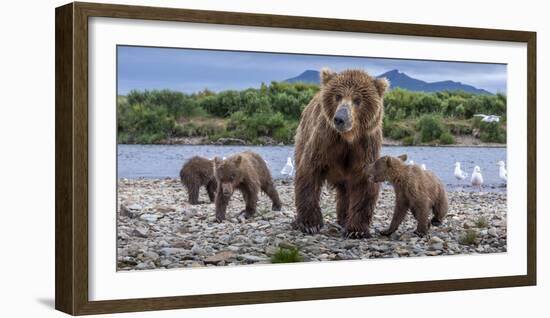 Brown bear sow and three cubs, Alaska-Art Wolfe Wolfe-Framed Photographic Print