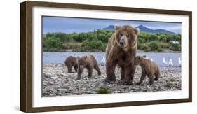 Brown bear sow and three cubs, Alaska-Art Wolfe Wolfe-Framed Photographic Print