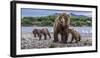 Brown bear sow and three cubs, Alaska-Art Wolfe Wolfe-Framed Photographic Print