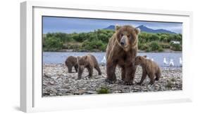 Brown bear sow and three cubs, Alaska-Art Wolfe Wolfe-Framed Photographic Print