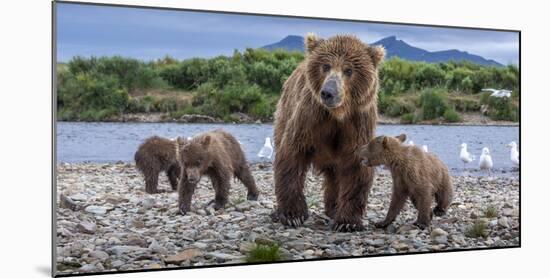 Brown bear sow and three cubs, Alaska-Art Wolfe Wolfe-Mounted Photographic Print