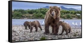 Brown bear sow and three cubs, Alaska-Art Wolfe Wolfe-Framed Stretched Canvas