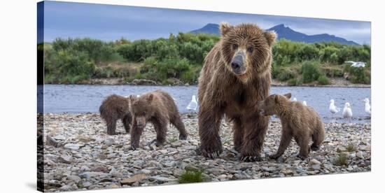 Brown bear sow and three cubs, Alaska-Art Wolfe Wolfe-Stretched Canvas