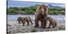 Brown bear sow and three cubs, Alaska-Art Wolfe Wolfe-Stretched Canvas