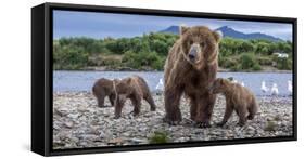 Brown bear sow and three cubs, Alaska-Art Wolfe Wolfe-Framed Stretched Canvas