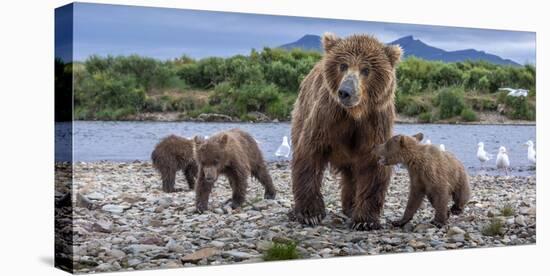 Brown bear sow and three cubs, Alaska-Art Wolfe Wolfe-Stretched Canvas