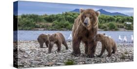 Brown bear sow and three cubs, Alaska-Art Wolfe Wolfe-Stretched Canvas