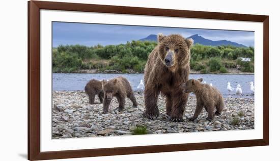 Brown bear sow and three cubs, Alaska-Art Wolfe Wolfe-Framed Photographic Print