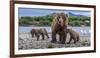 Brown bear sow and three cubs, Alaska-Art Wolfe Wolfe-Framed Photographic Print