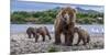 Brown bear sow and three cubs, Alaska-Art Wolfe Wolfe-Mounted Photographic Print