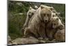 Brown bear sow and two cubs, Alaska, USA-Art Wolfe-Mounted Photographic Print