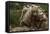 Brown bear sow and two cubs, Alaska, USA-Art Wolfe-Framed Stretched Canvas