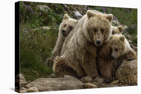 Brown bear sow and two cubs, Alaska, USA-Art Wolfe-Stretched Canvas