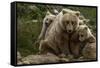 Brown bear sow and two cubs, Alaska, USA-Art Wolfe-Framed Stretched Canvas