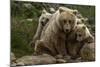 Brown bear sow and two cubs, Alaska, USA-Art Wolfe-Mounted Photographic Print