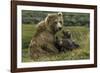 Brown bear sow and two cubs, Alaska, USA-Art Wolfe-Framed Photographic Print