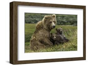 Brown bear sow and two cubs, Alaska, USA-Art Wolfe-Framed Photographic Print