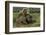 Brown bear sow and two cubs, Alaska, USA-Art Wolfe-Framed Photographic Print