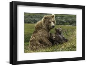 Brown bear sow and two cubs, Alaska, USA-Art Wolfe-Framed Photographic Print