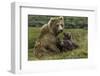 Brown bear sow and two cubs, Alaska, USA-Art Wolfe-Framed Photographic Print