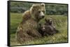 Brown bear sow and two cubs, Alaska, USA-Art Wolfe-Framed Stretched Canvas