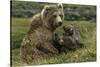 Brown bear sow and two cubs, Alaska, USA-Art Wolfe-Stretched Canvas