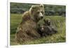 Brown bear sow and two cubs, Alaska, USA-Art Wolfe-Framed Photographic Print