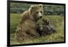 Brown bear sow and two cubs, Alaska, USA-Art Wolfe-Framed Photographic Print