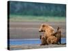 Brown Bear Sow with Cubs, Alaska Peninsula, Katmai National Park, Alaska, USA-Dee Ann Pederson-Stretched Canvas