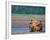 Brown Bear Sow with Cubs, Alaska Peninsula, Katmai National Park, Alaska, USA-Dee Ann Pederson-Framed Photographic Print