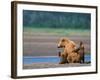 Brown Bear Sow with Cubs, Alaska Peninsula, Katmai National Park, Alaska, USA-Dee Ann Pederson-Framed Photographic Print