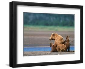 Brown Bear Sow with Cubs, Alaska Peninsula, Katmai National Park, Alaska, USA-Dee Ann Pederson-Framed Photographic Print